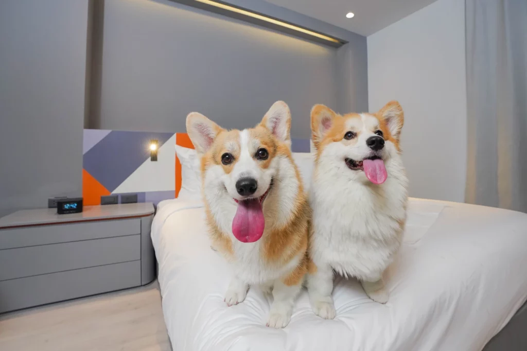 Hotel Pet Friendly