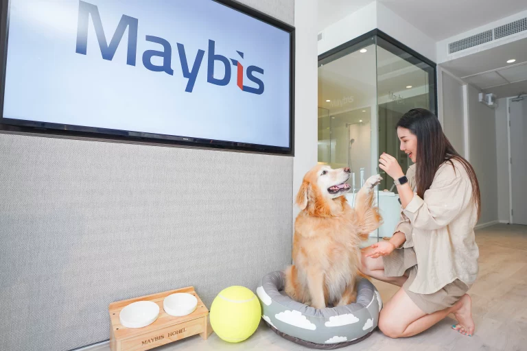 pet friendly maybis Hotel