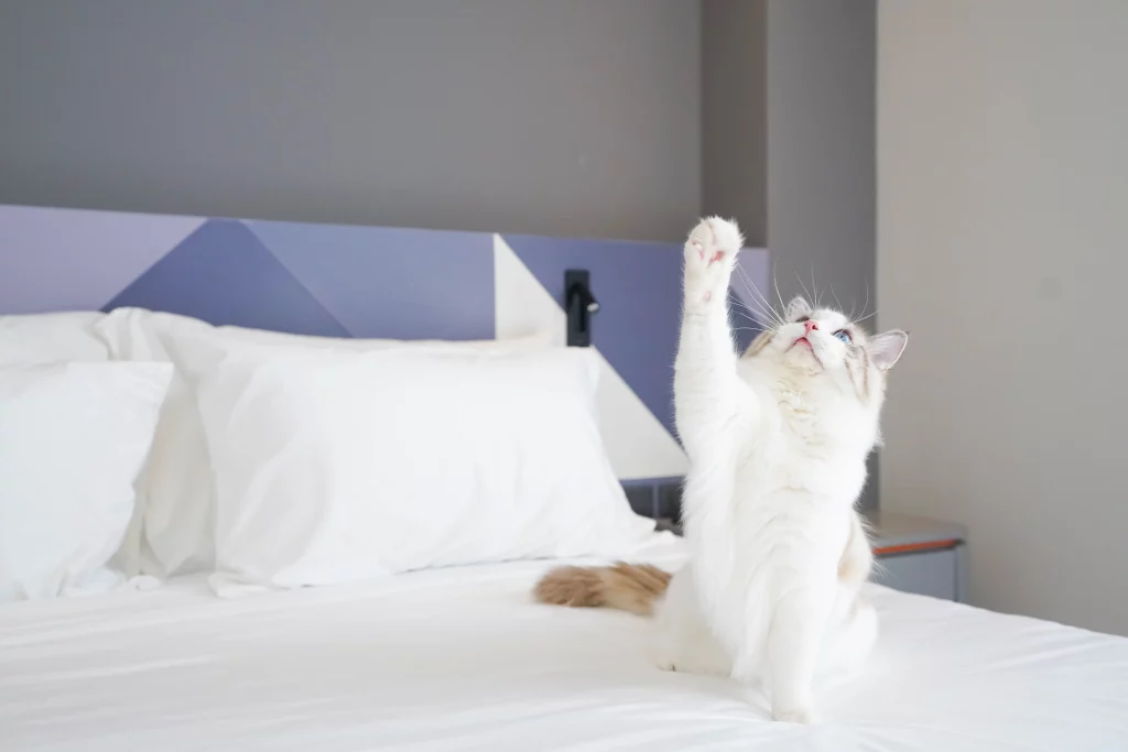 pet friendly maybis Hotel