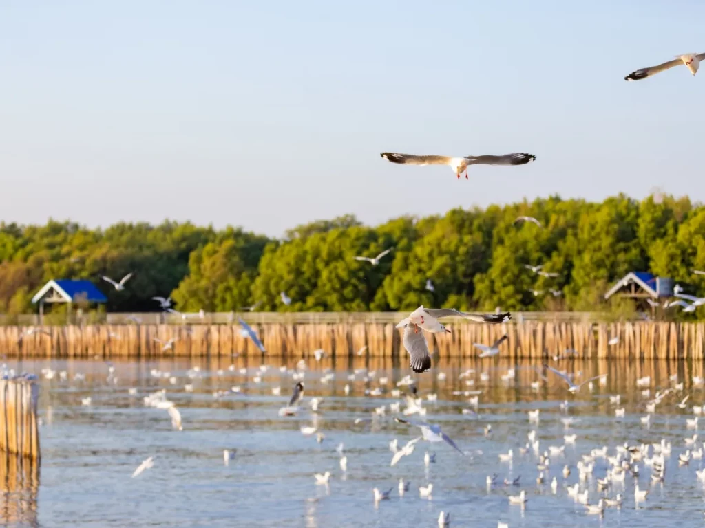 สถานตากอากาศบางปู