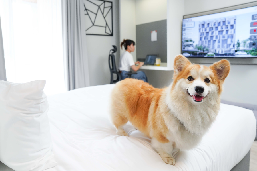ห้องพัก ห้องทำงาน เลี้ยงสัตว์ได้