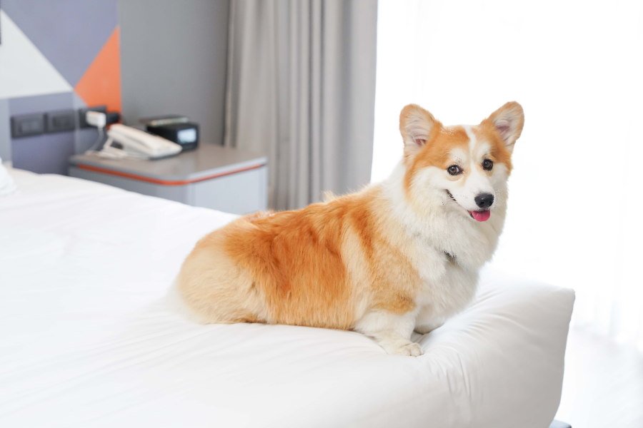 โรงแรม Pet Friendly