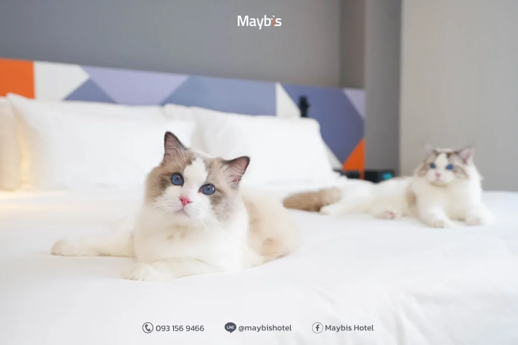ทำไมสมุทรปราการจึงเป็นจุดหมายยอดนิยมสำหรับทริป Pet Friendly ใกล้กรุงเทพฯ