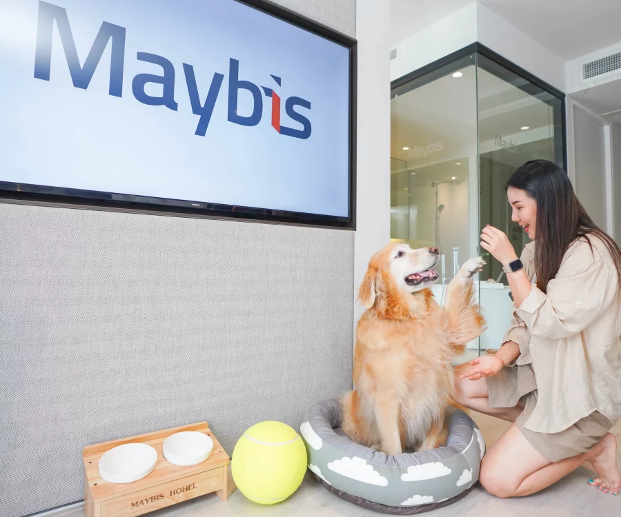 pet friendly maybis Hotel