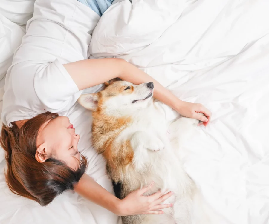 pet friendly maybis Hotel