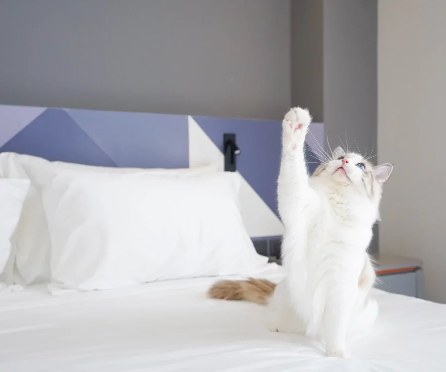 pet friendly maybis Hotel